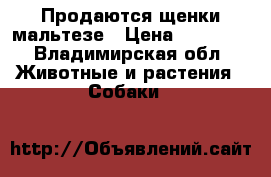 Продаются щенки мальтезе › Цена ­ 15 000 - Владимирская обл. Животные и растения » Собаки   